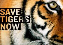 save Tiger with Leo Dicaprio